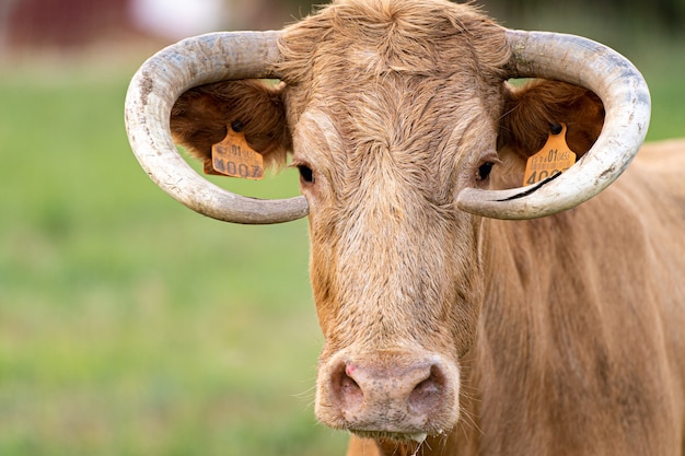 Primer plano de un toro marrón sobre un fondo borroso