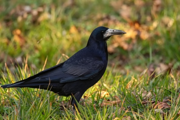 Primer plano de la torre de corvus frugilegus en la hierba