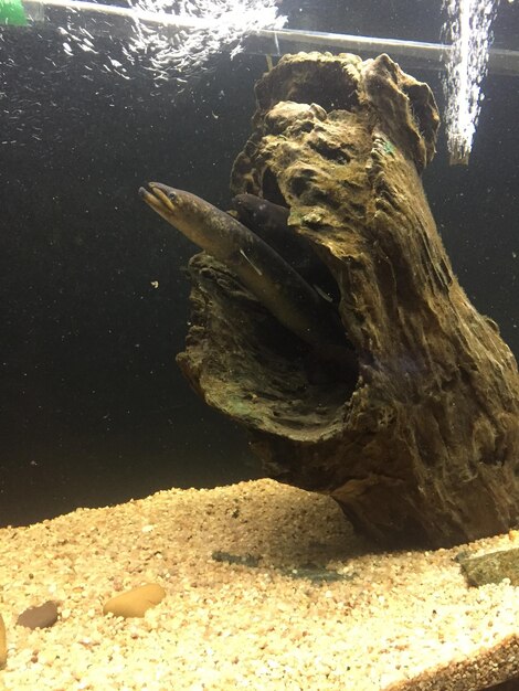 Foto primer plano de una tortuga en un acuario