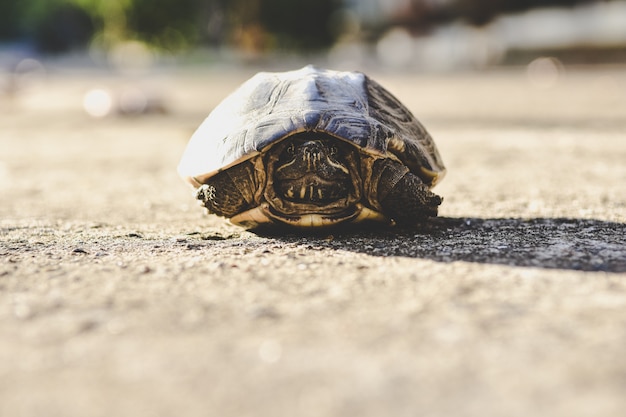 Primer plano de la tortuga acuática en la tierra y bokehbackground.