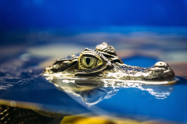 Primer plano de una tortuga en el agua