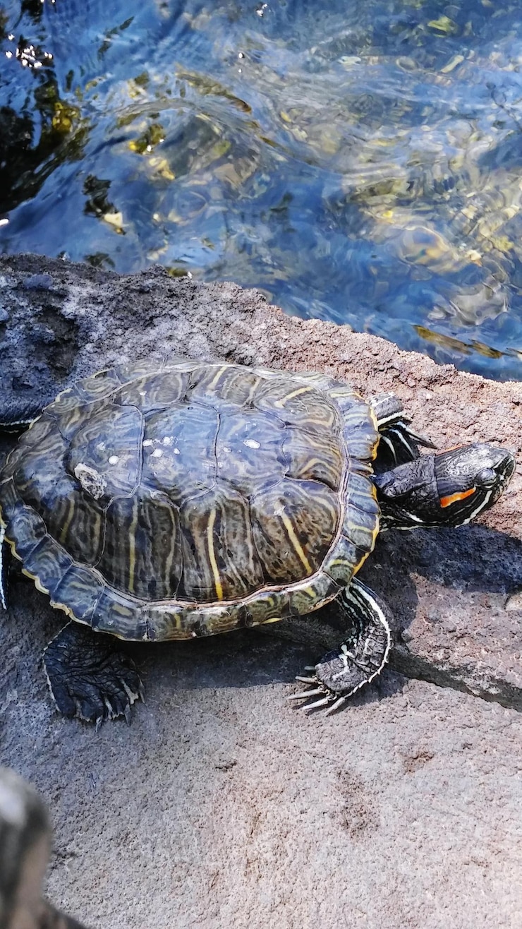 Foto primer plano de una tortuga en el agua