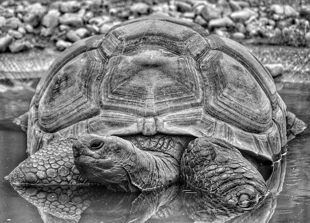 Primer plano de una tortuga en el agua