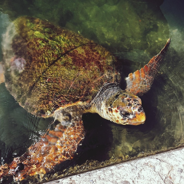 Foto primer plano de una tortuga en el agua