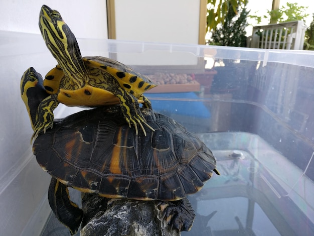 Foto primer plano de una tortuga en el agua