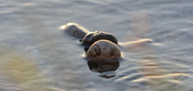 Primer plano de una tortuga en el agua