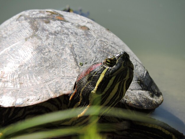 Foto primer plano de una tortuga en el agua