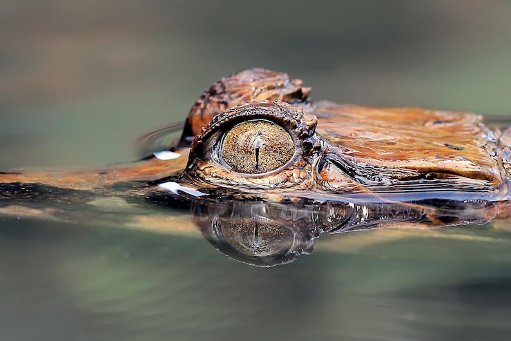 Foto primer plano de una tortuga en el agua