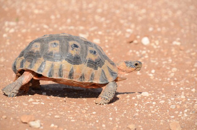 Foto primer plano de una tortuga en la arena