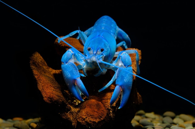 Foto primer plano de la tortuga azul en el mar