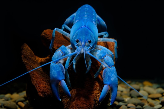 Primer plano de la tortuga azul en el mar