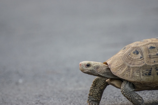 Primer plano, tortuga caminando en la carretera