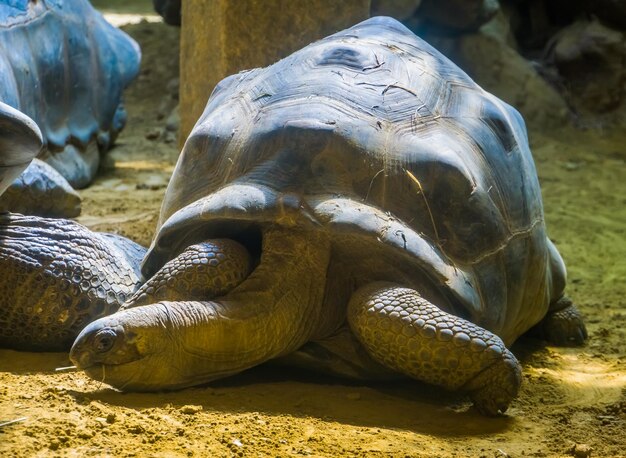 Primer plano de la tortuga en el campo