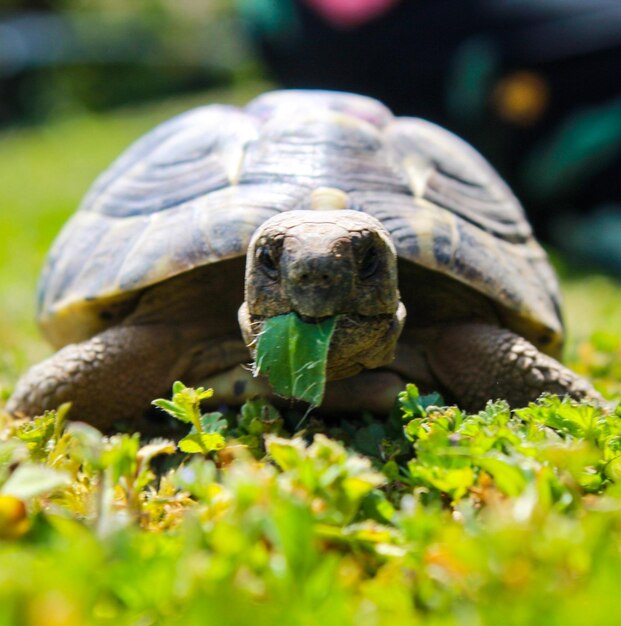 Foto un primer plano de una tortuga en el campo.