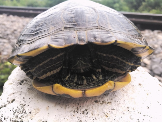 Primer plano de una tortuga en el campo