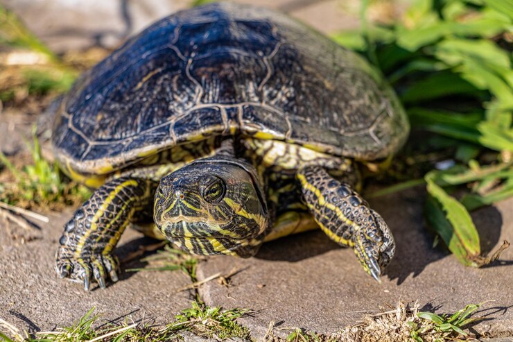 Foto primer plano de la tortuga en el campo