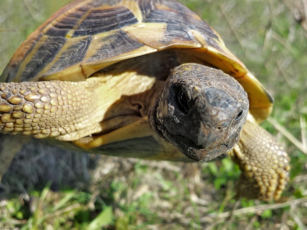 Primer plano de una tortuga en el campo