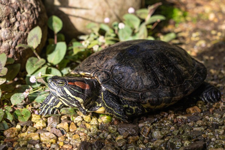 Foto primer plano de una tortuga en el campo