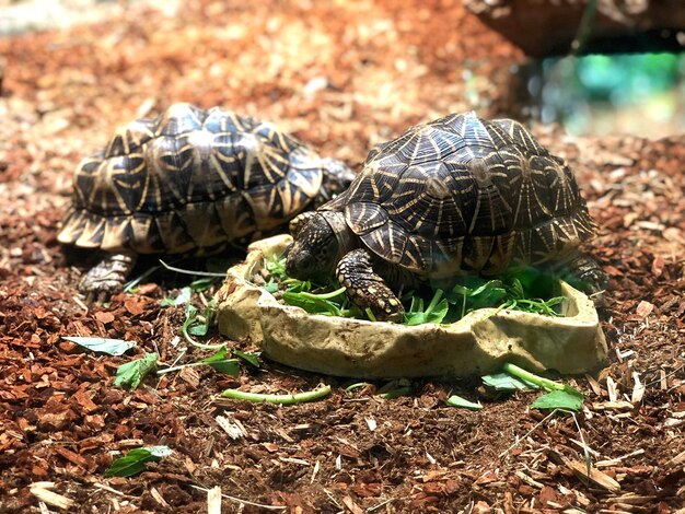 Foto primer plano de la tortuga en el campo