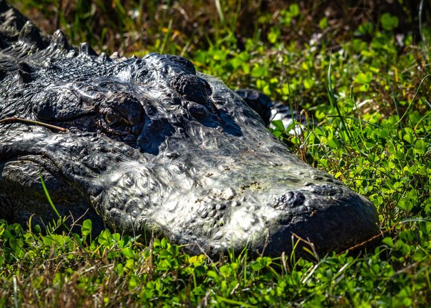 Un primer plano de una tortuga en el césped