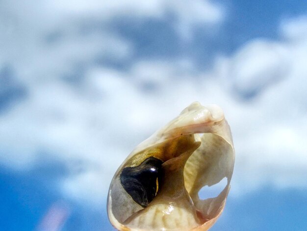 Foto primer plano de una tortuga contra el cielo