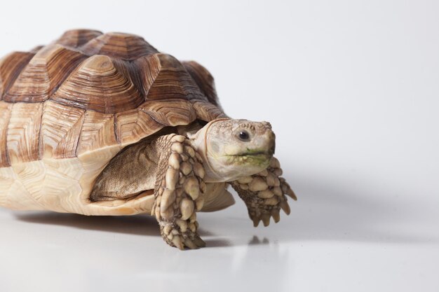 Foto primer plano de una tortuga contra un fondo blanco