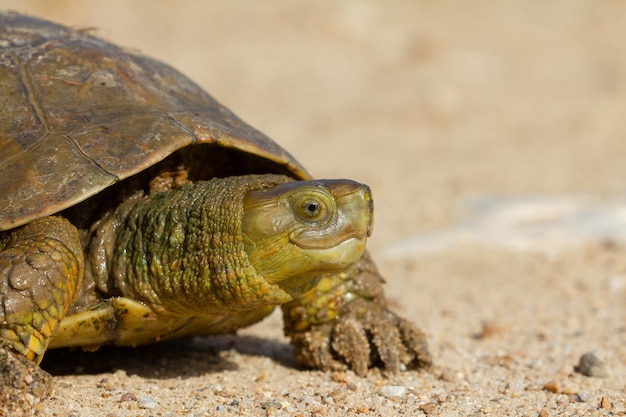 Primer plano de una tortuga de estanque española en busca de un lugar seguro durante el día