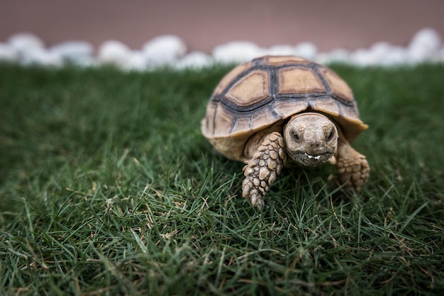 Un primer plano de una tortuga en la hierba
