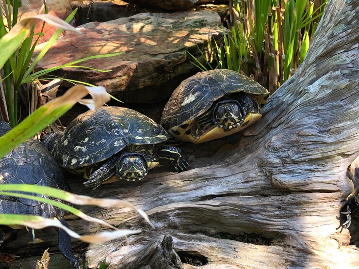 Foto primer plano de una tortuga en un lago