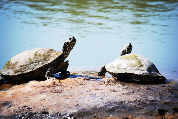 Foto primer plano de una tortuga en un lago