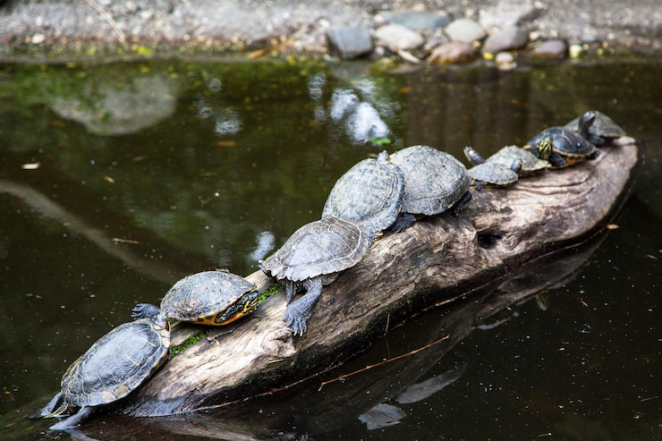 Foto primer plano de una tortuga en un lago