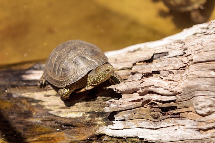 Foto primer plano de una tortuga en la madera en un estanque