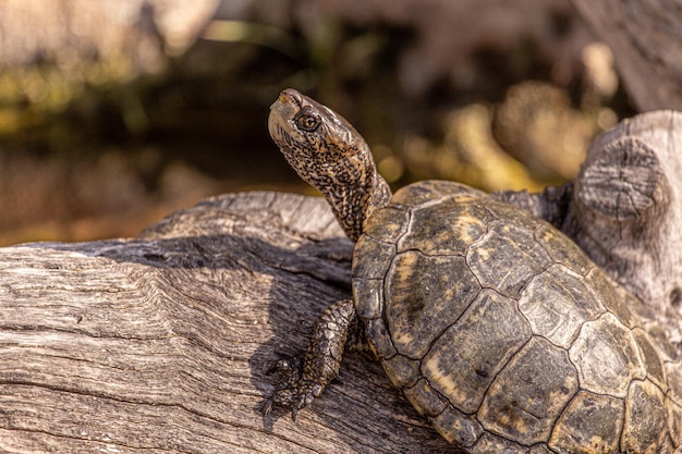 Primer plano de una tortuga en madera