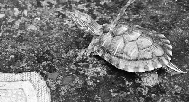 Foto primer plano de una tortuga en el mar