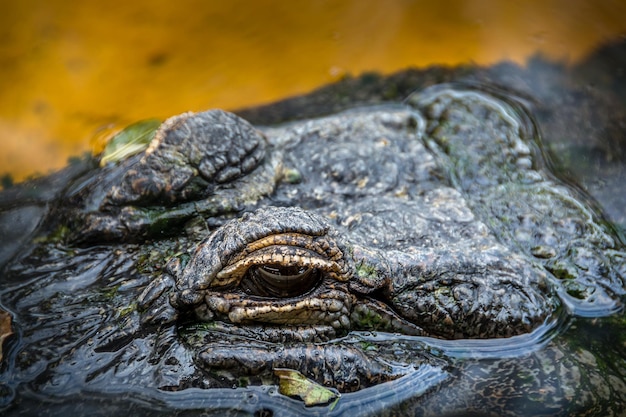 Foto primer plano de una tortuga en el mar