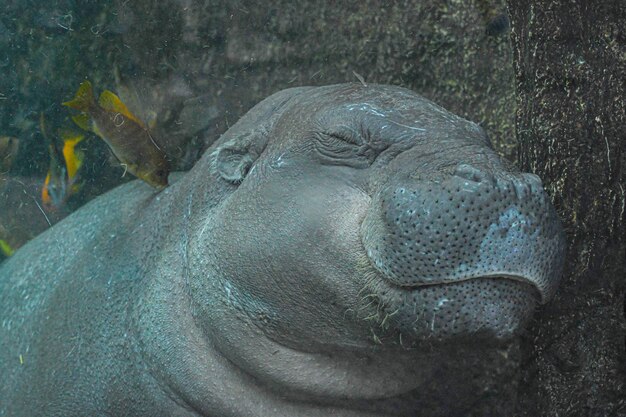 Foto primer plano de una tortuga en el mar