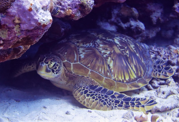 Primer plano de una tortuga en el mar