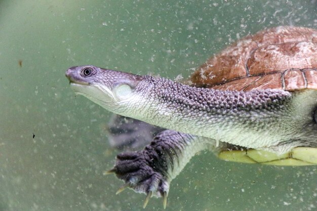 Primer plano de una tortuga en el mar