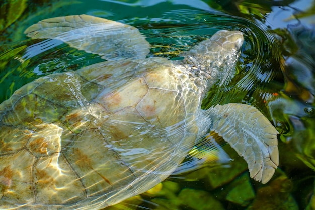 Primer plano de tortuga marina albina Tortuga marina blanca nadando en agua clara