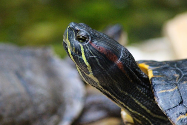 Primer plano de una tortuga marina