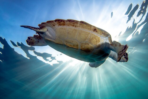 Foto primer plano de una tortuga nadando en el agua contra el cielo azul