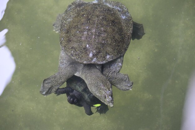 Foto primer plano de una tortuga nadando en el agua