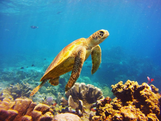 Primer plano de una tortuga nadando bajo el agua