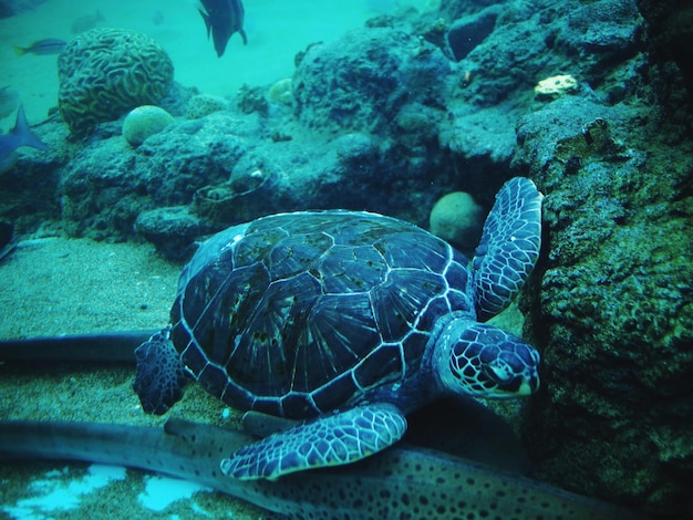 Foto primer plano de una tortuga nadando en el mar