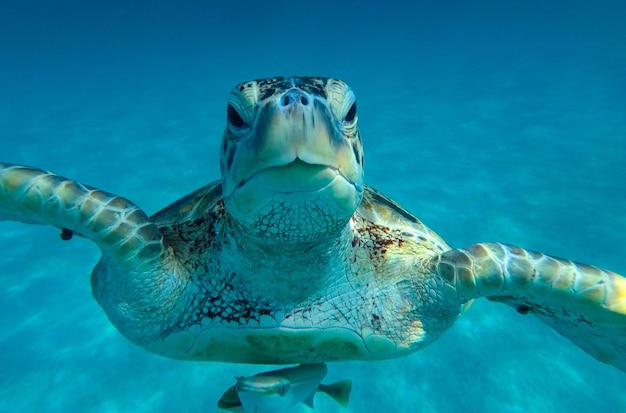 Primer plano de una tortuga nadando en el mar
