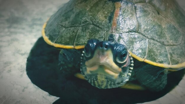 Primer plano de una tortuga nadando en el mar