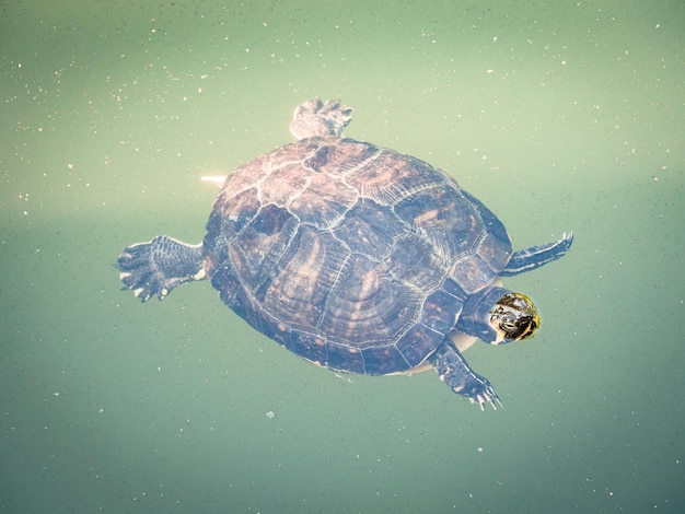 Primer plano de una tortuga nadando en el mar