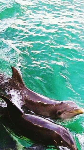 Foto primer plano de una tortuga nadando en el mar