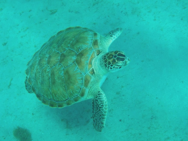 Foto primer plano de una tortuga nadando en el mar