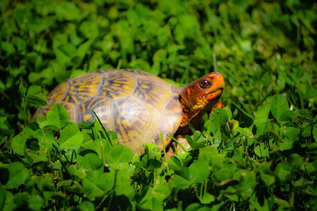 Foto primer plano de la tortuga en la planta